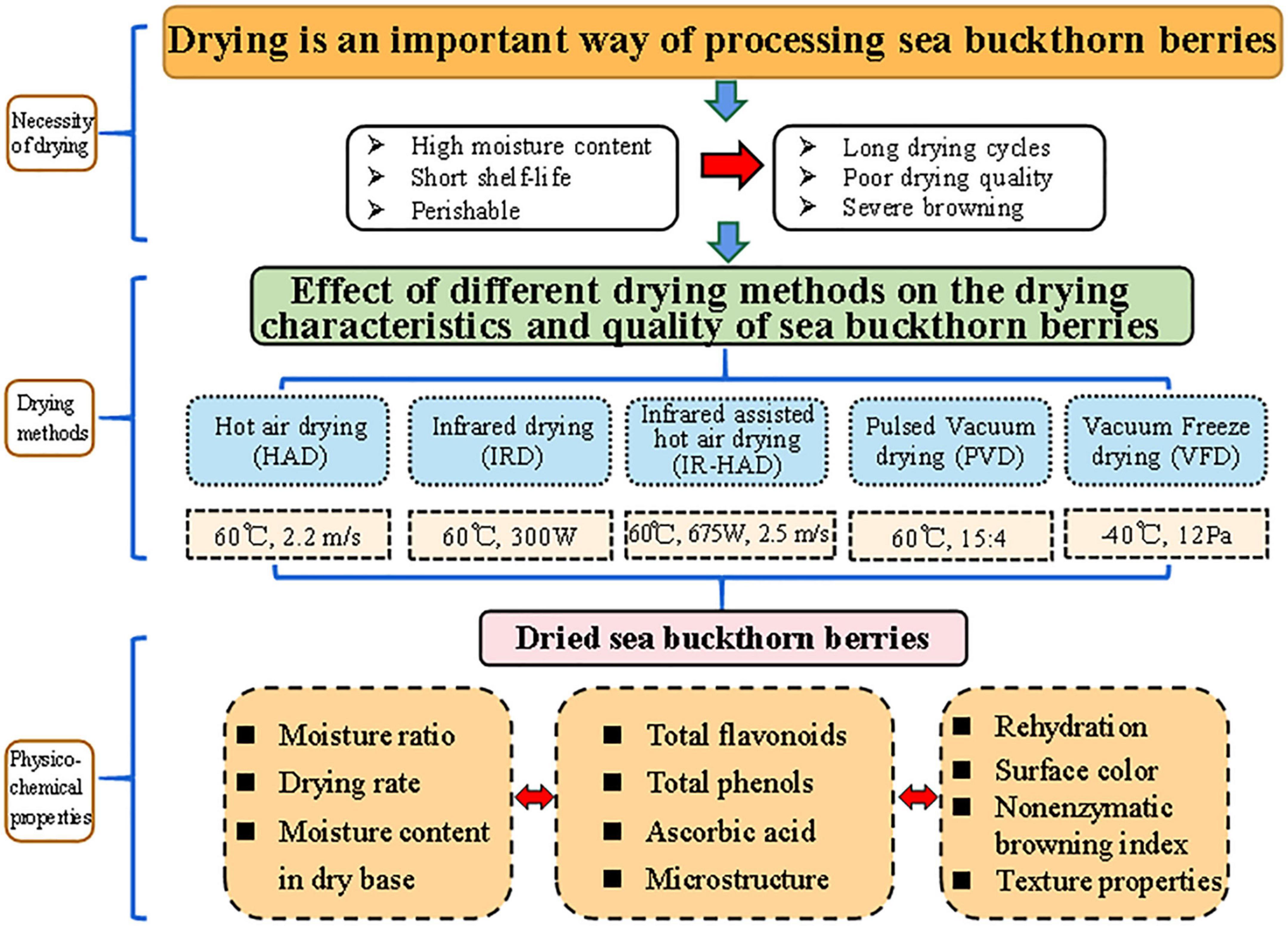 Drying sea buckthorn berries (Hippophae rhamnoides L.): Effects of different drying methods on drying kinetics, physicochemical properties, and microstructure